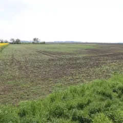 Rozległe pole z młodymi uprawami i kwitnącym rzepakiem. Idealne miejsce na inwestycję z kredytem preferencyjnym na zakup ziemi.