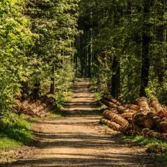 Ile można zarobić na 1 ha lasu? Zaskakujące fakty i możliwości