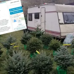Ile można zarobić na choinkach? Zaskakujące zyski i koszty sprzedaży