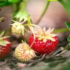 Ile można zarobić na zbiorach za granicą? Sprawdź realne stawki