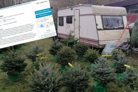 Ile można zarobić na choinkach? Zaskakujące zyski i koszty sprzedaży