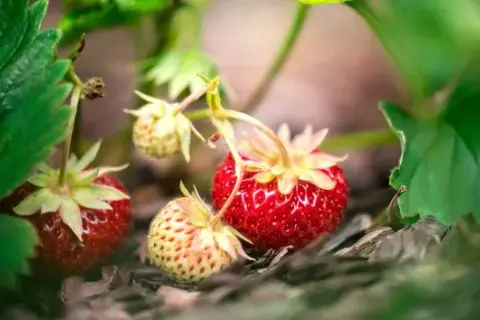 Ile można zarobić na zbiorach za granicą? Sprawdź realne stawki
