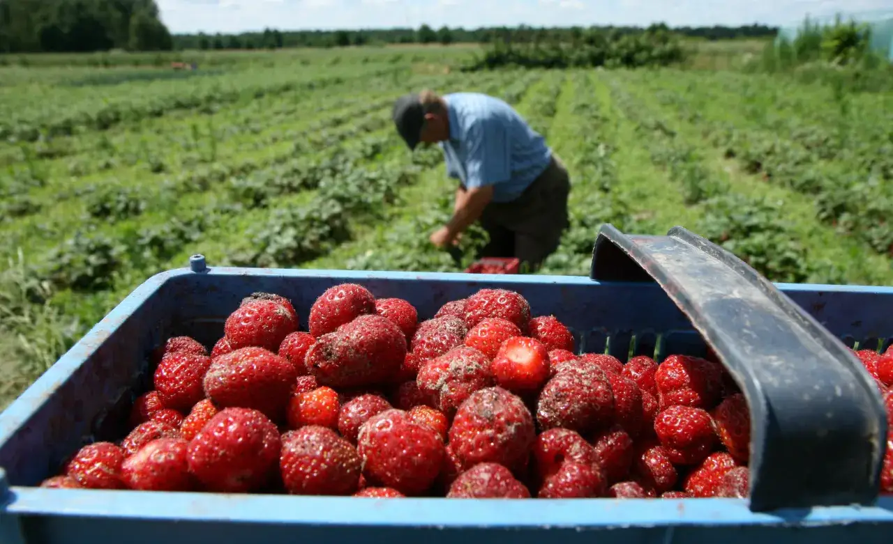 Zdjęcie Ile można zarobić na zbiorach za granicą? Sprawdź realne stawki